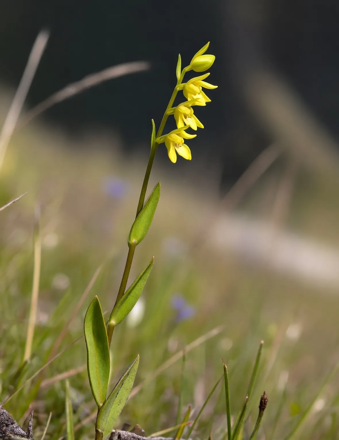 coeloglossum viride