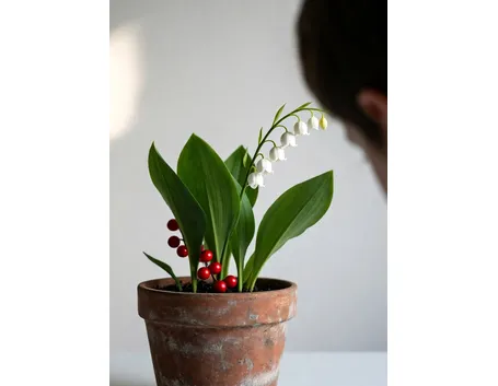 convallaria majalis