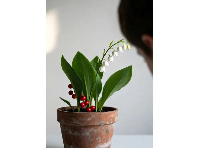 convallaria majalis