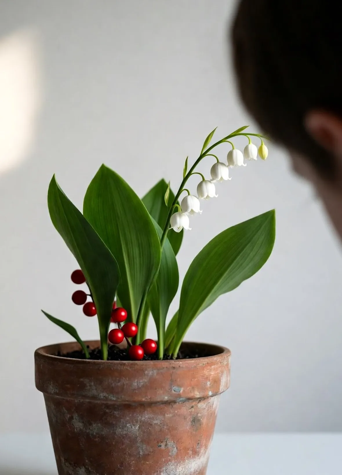 convallaria majalis