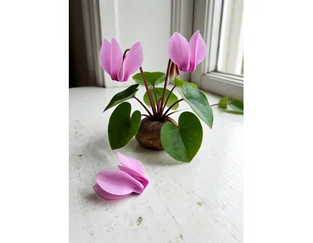 cyclamen europaeum