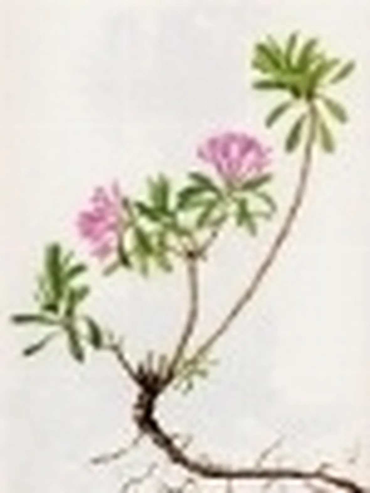 daphne cneorum