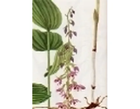 epicactis latifolia