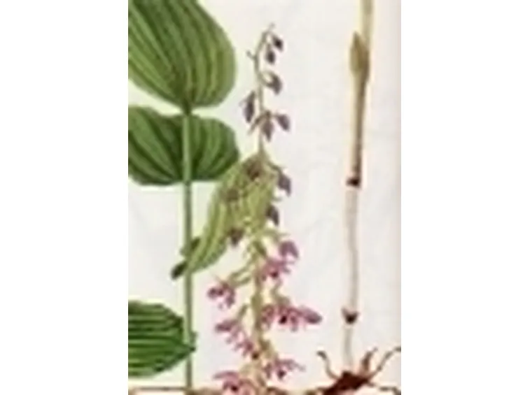 epicactis latifolia