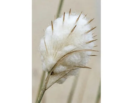 eriophorum scheuchzeri