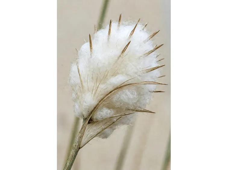 eriophorum scheuchzeri