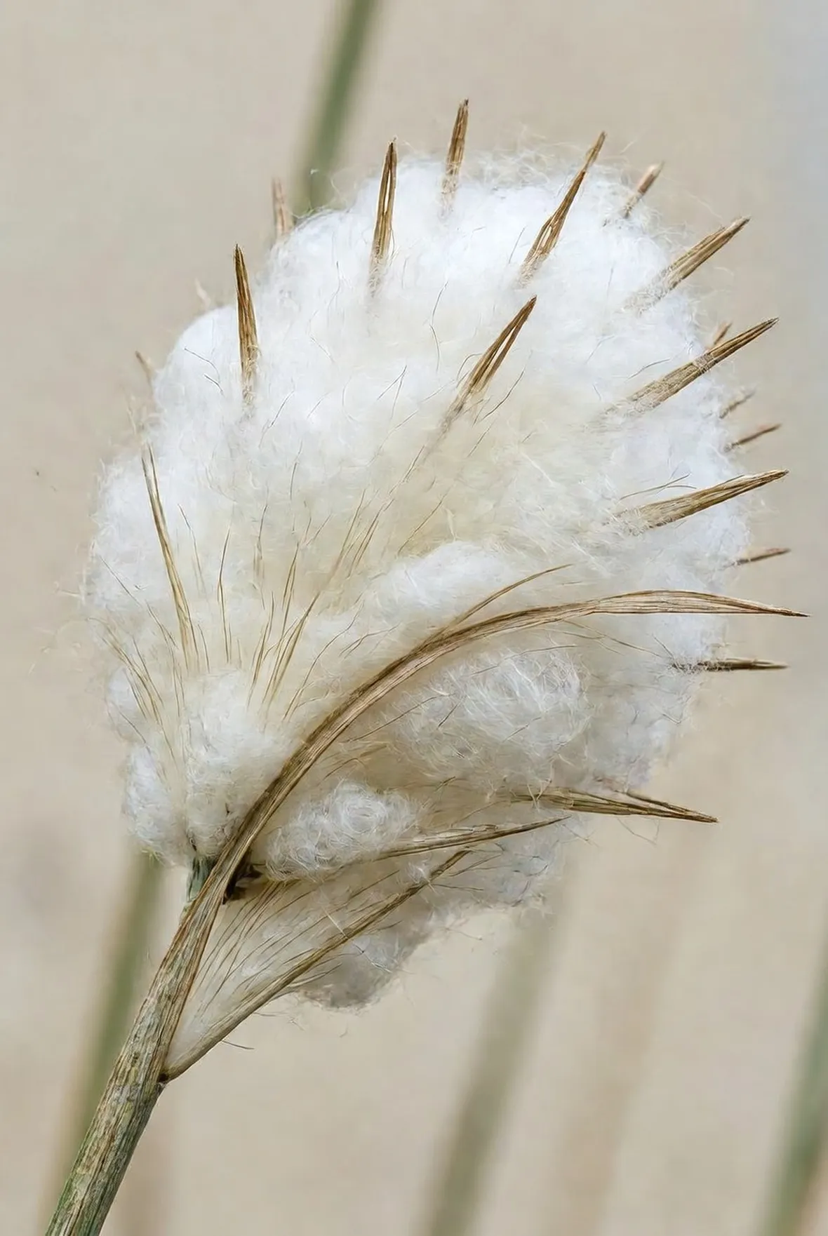 eriophorum scheuchzeri