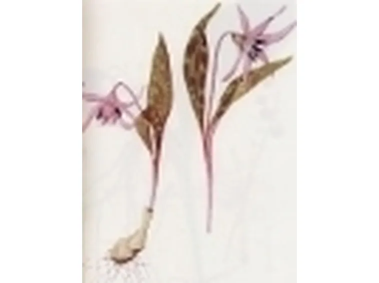 erythronium denscanis
