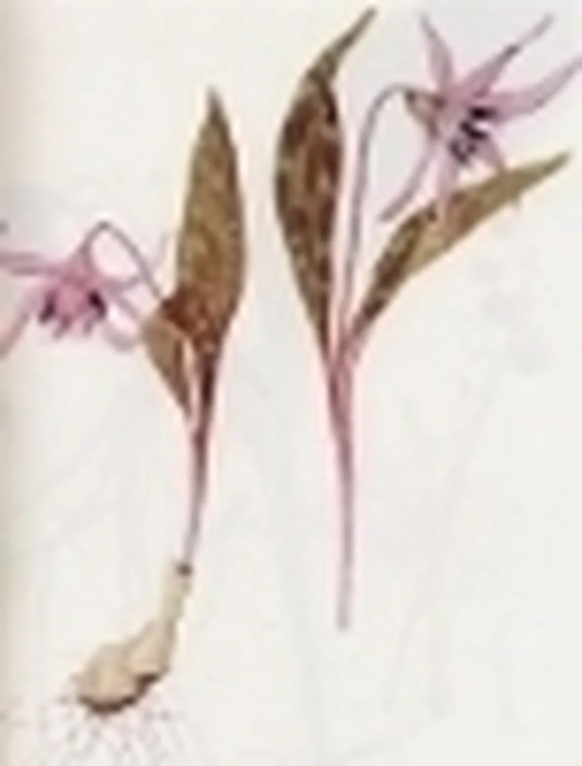 erythronium denscanis