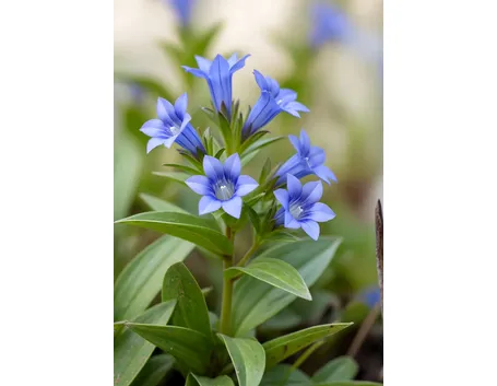 gentiana asclepiadea