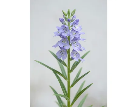 gentiana pneumonanthe