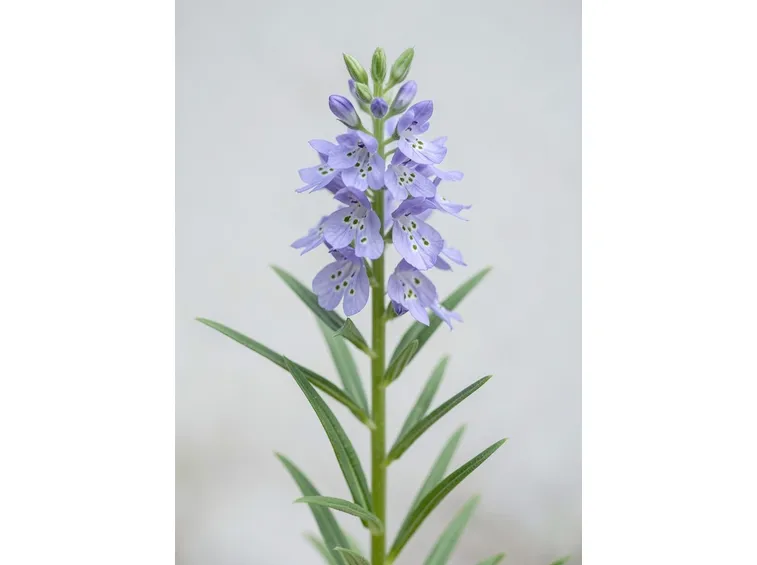 gentiana pneumonanthe