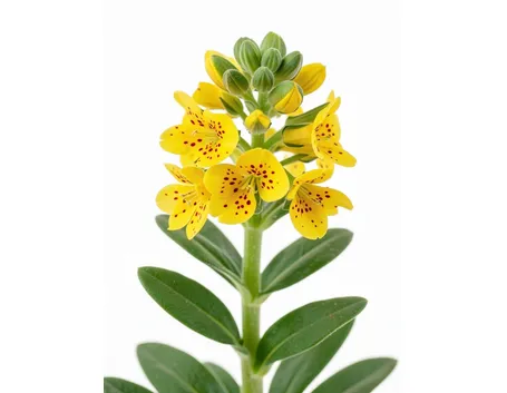 gentiana punctata