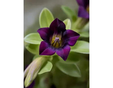 gentiana purpurea