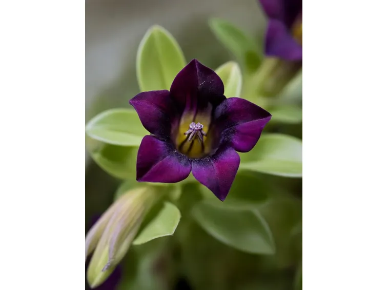 gentiana purpurea