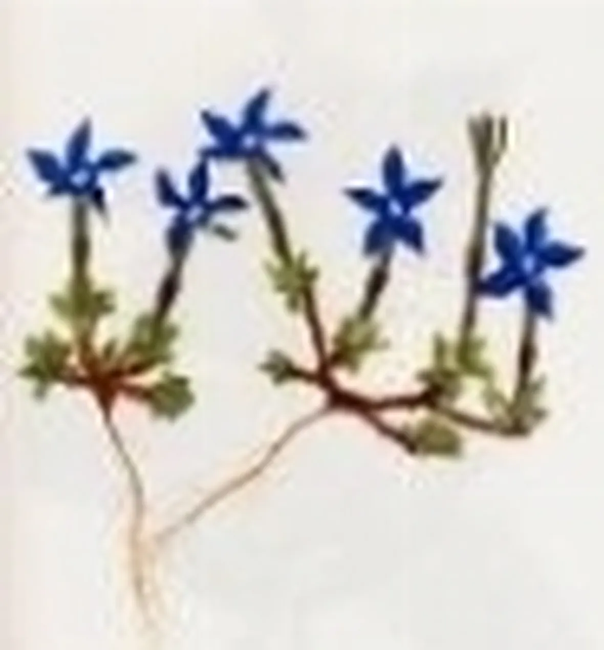 genziana verna