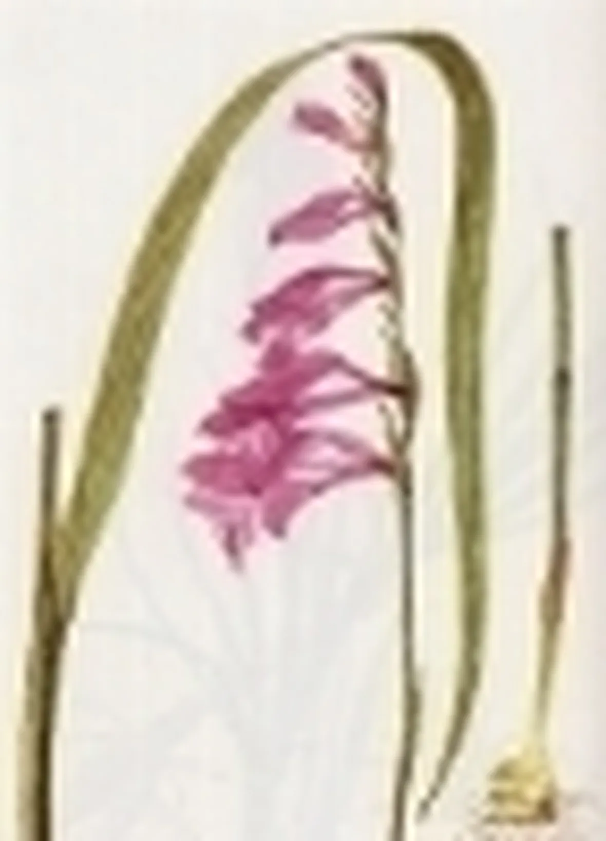 gladiolus palustris