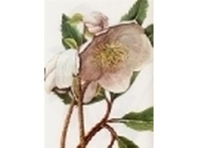 helleborus niger