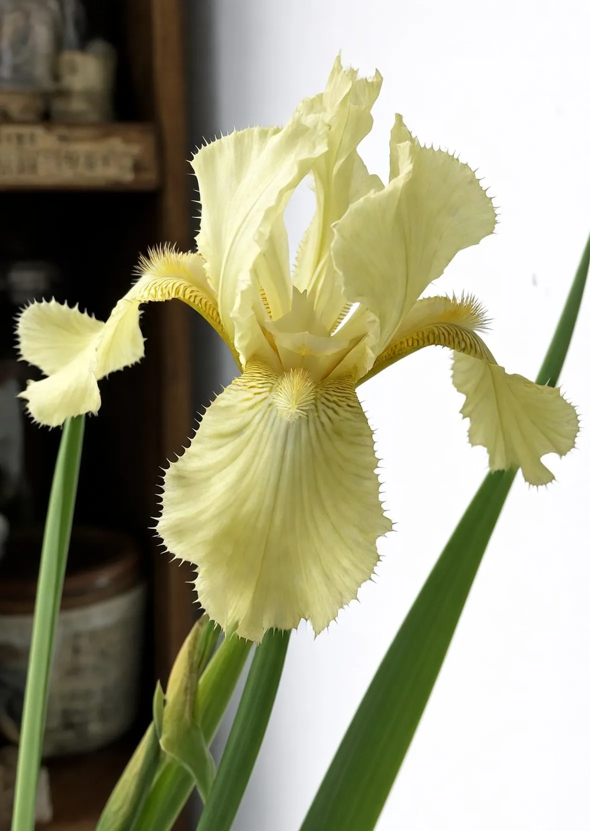 iris variegata