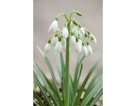 leucojum vernum