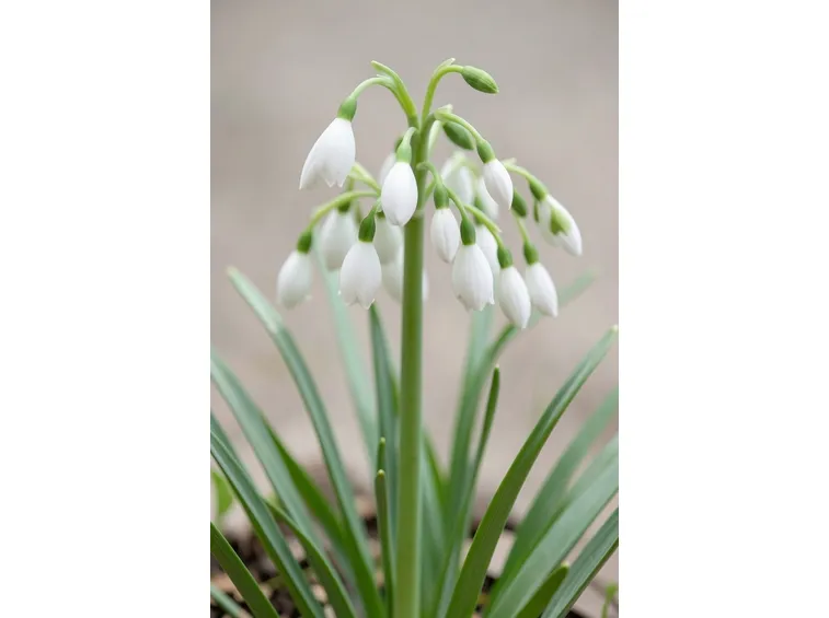 leucojum vernum