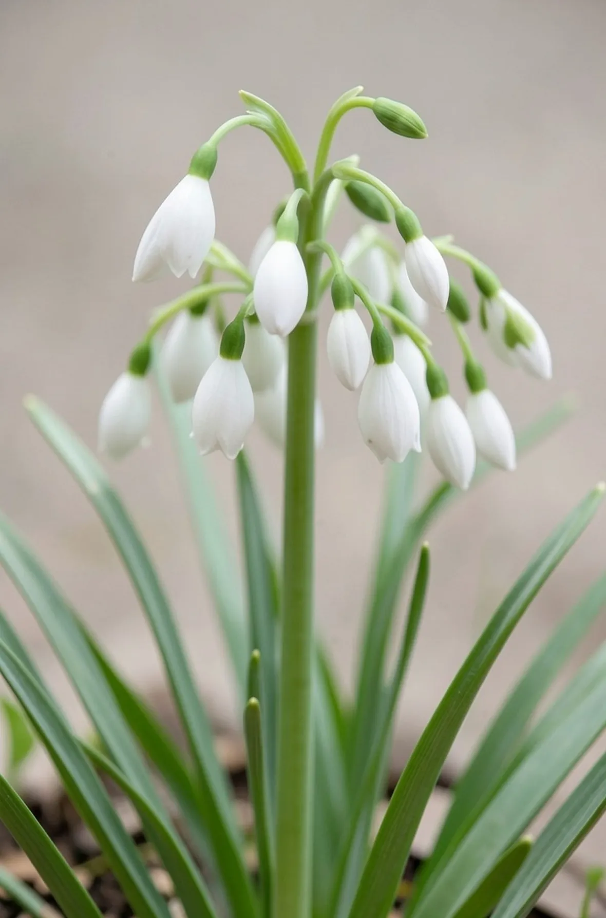 leucojum vernum
