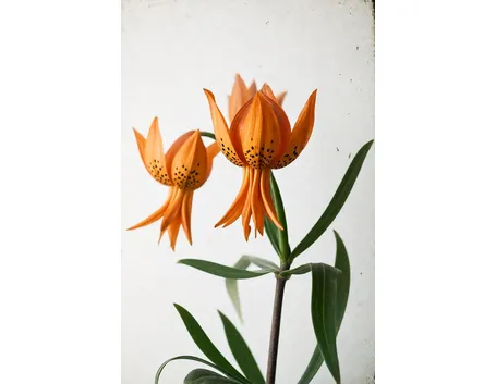 lilium croceum