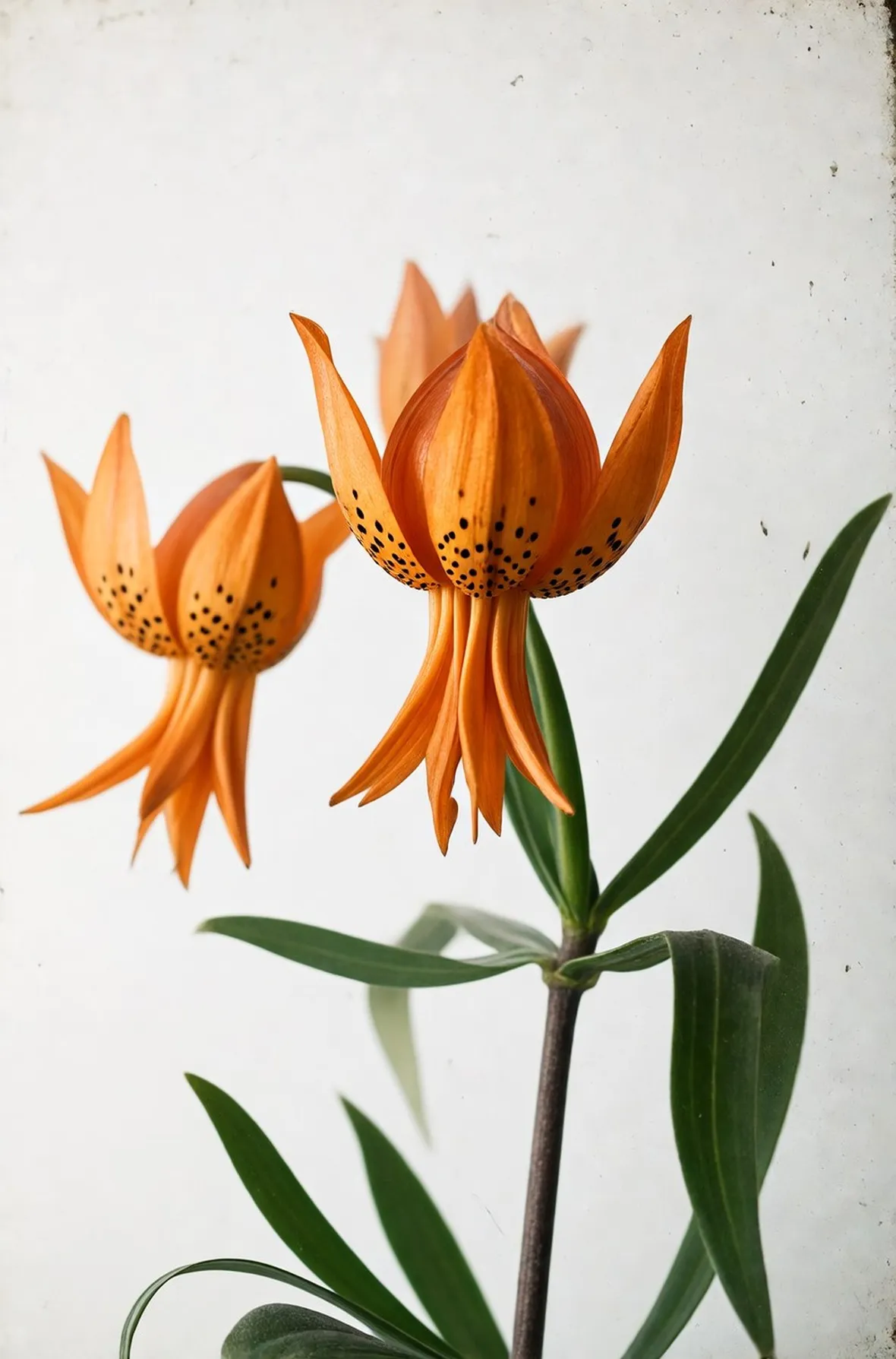 lilium croceum