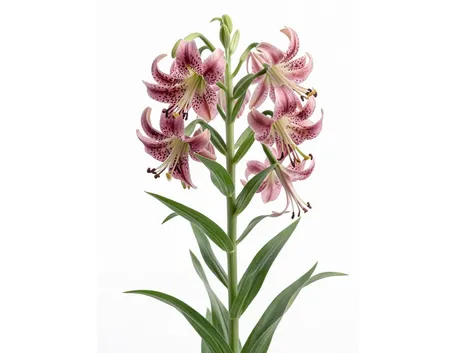 lilium martagon