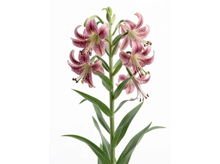 lilium martagon