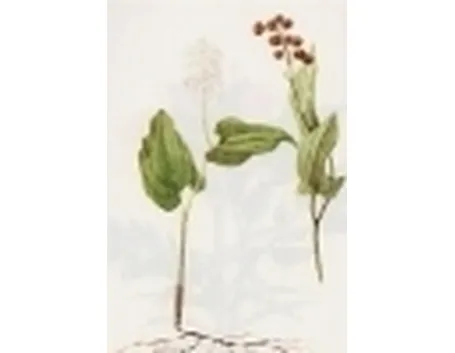 majanthemum bifolium