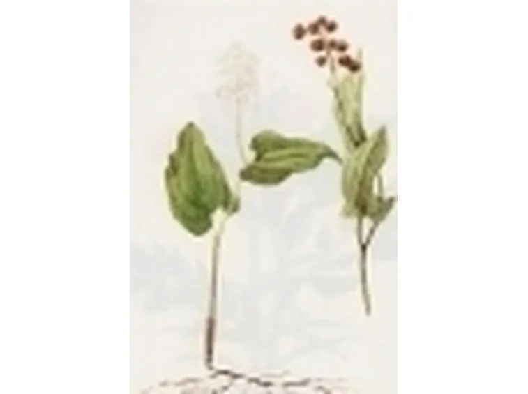 majanthemum bifolium