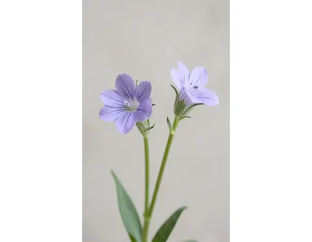 melandrium elisabethae