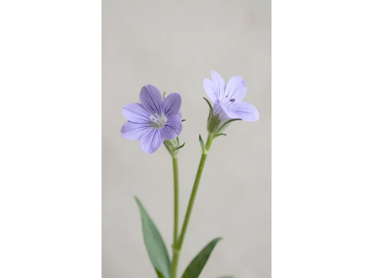 melandrium elisabethae