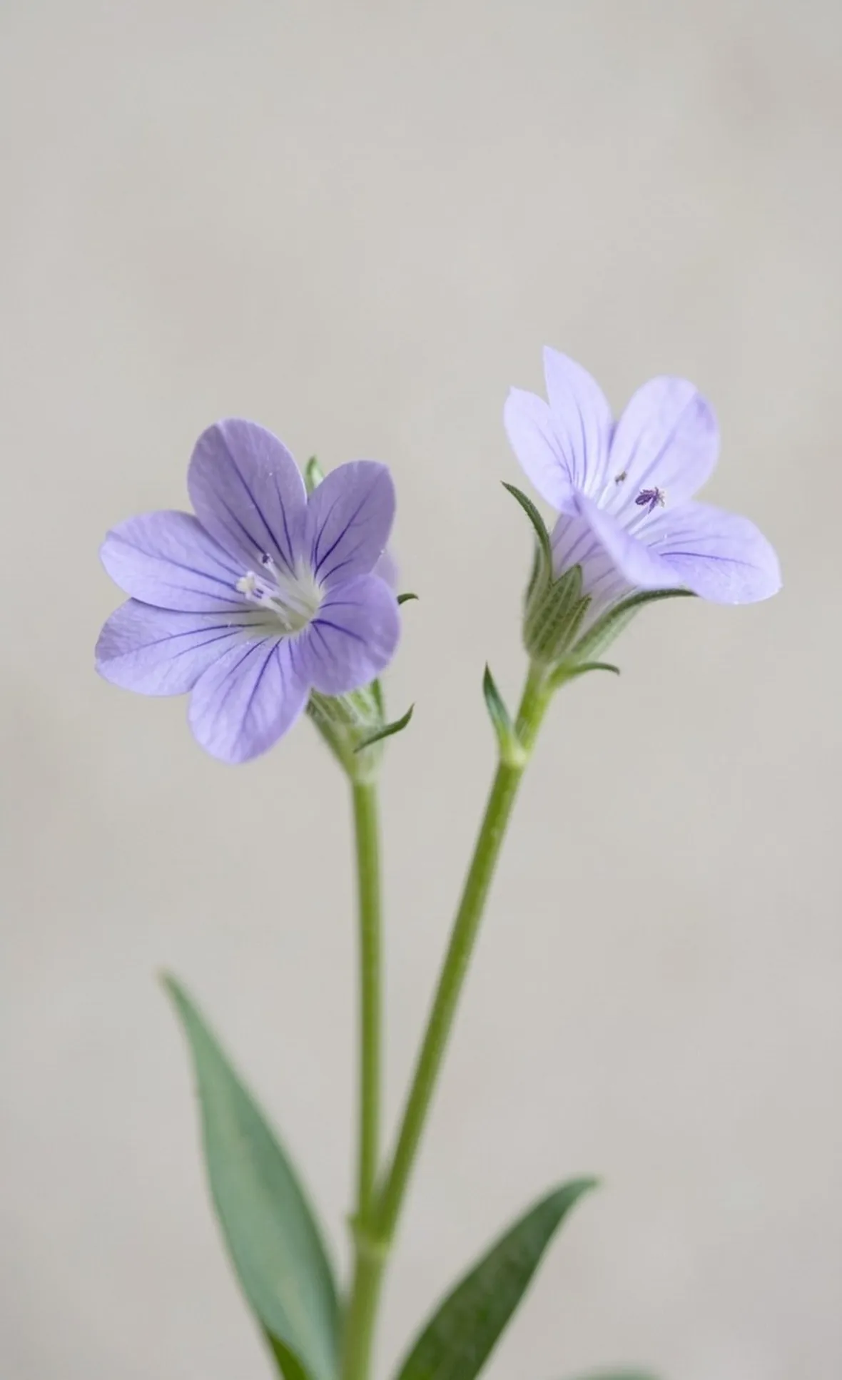 melandrium elisabethae