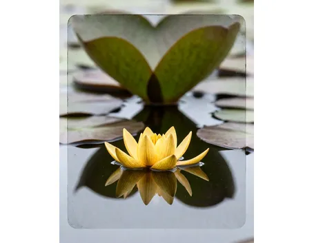 nuphar luteum