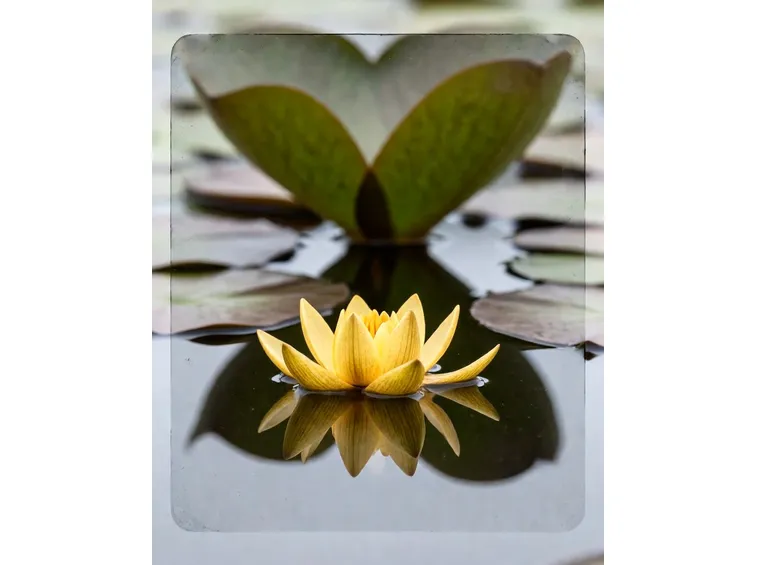 nuphar luteum