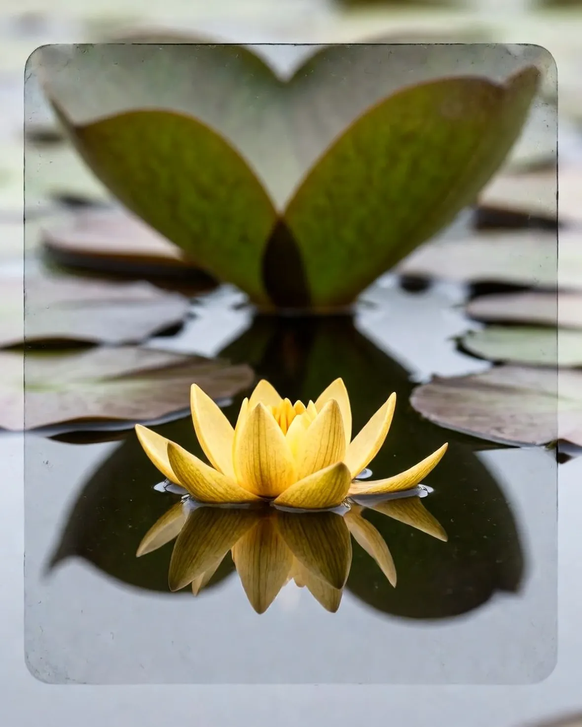 nuphar luteum