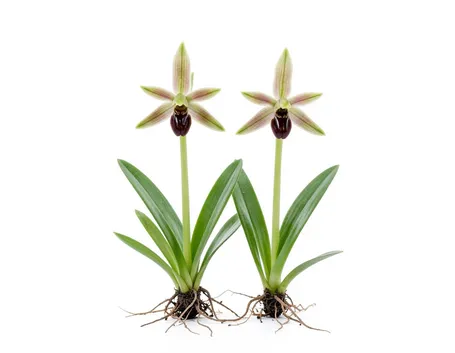 ophrys arachnites