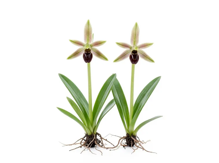 ophrys arachnites