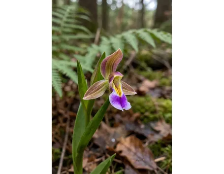 ophrys saranifera