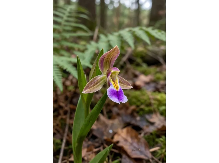 ophrys saranifera