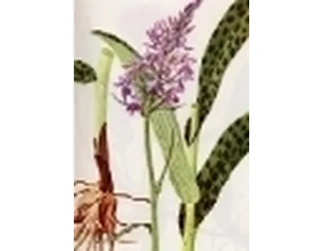 orchis maculata
