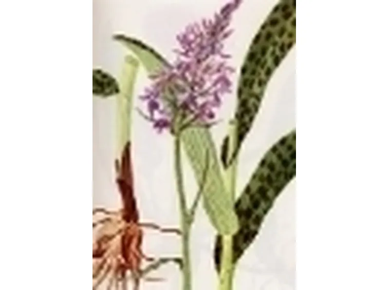 orchis maculata