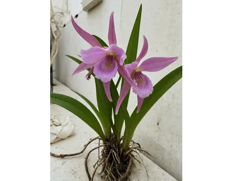 orchis mascula speciosa