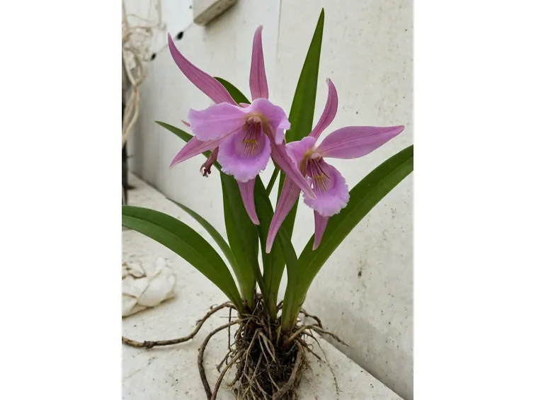orchis mascula speciosa