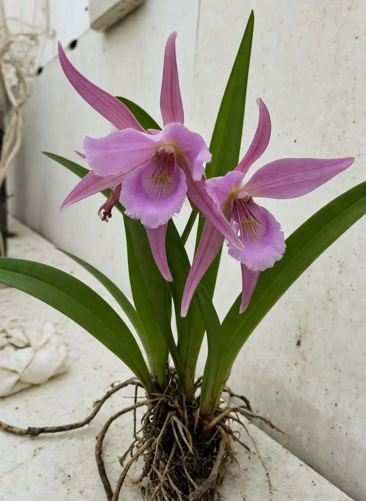 orchis mascula speciosa