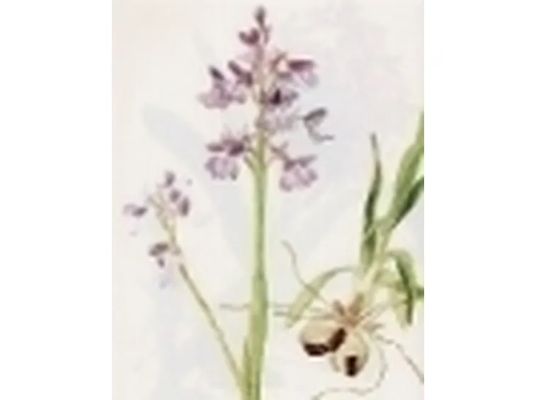orchis morio