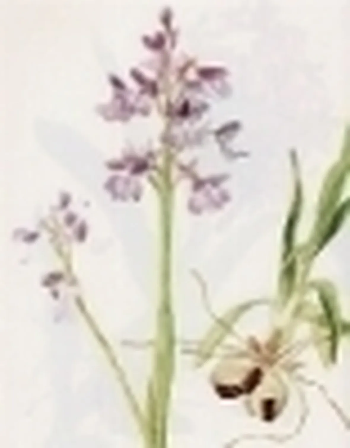 orchis morio