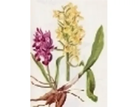 orchis sambucina